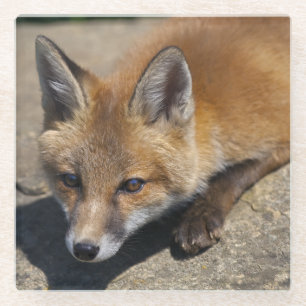 Luna Fox Glass Coaster