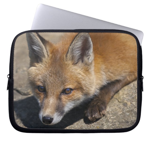 Luna Fox Laptop Sleeve (Front)