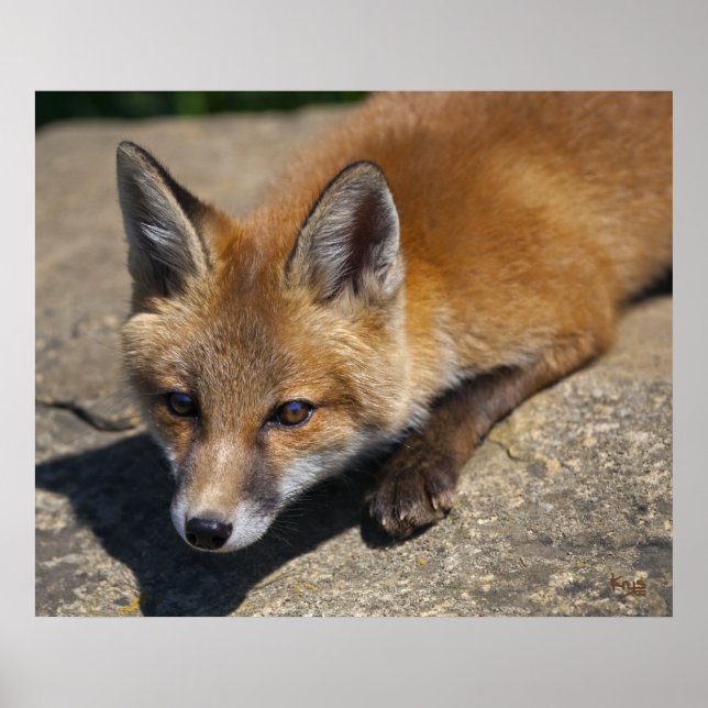 Luna Fox Print (Front)