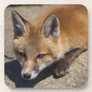 Luna Fox Set of 6 Coasters