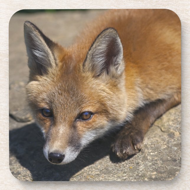 Luna Fox Set of 6 Coasters (Front)