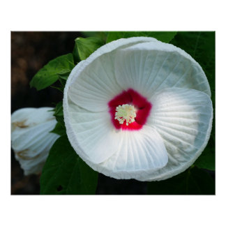 Luna Hibiscus Poster