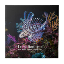 Luna lion fish, Pterois lunulata,