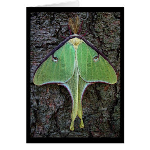 Luna Moth