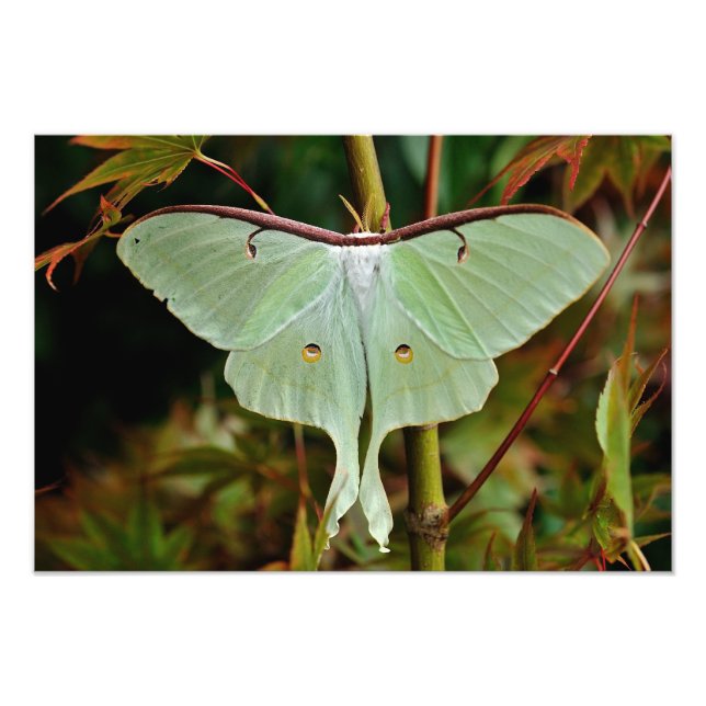 Luna Moth 19x16 large Print (Front)