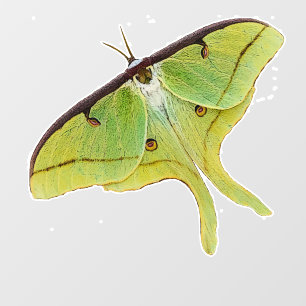 Luna Moth Artwork in Vibrant Colour