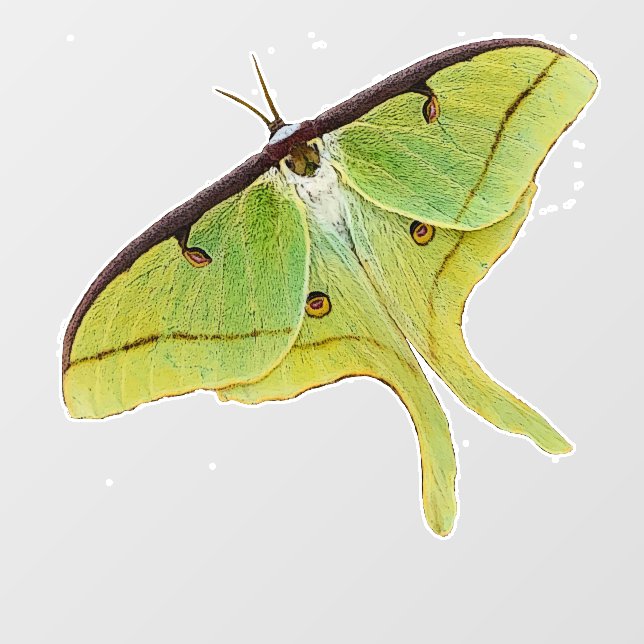 Luna Moth Artwork in Vibrant Colour (Sheet)