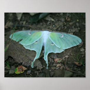 Luna Moth at Rest Poster