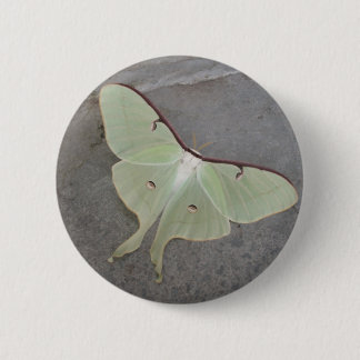 Luna moth button