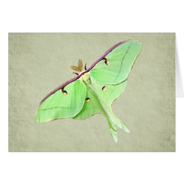 Luna Moth Card (Front Horizontal)