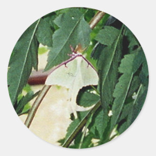 Luna Moth Classic Round Sticker