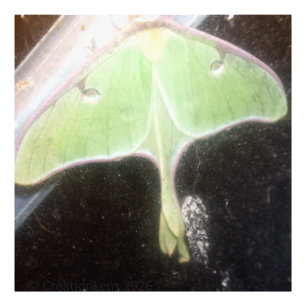 Luna Moth Close-Up Photo Print