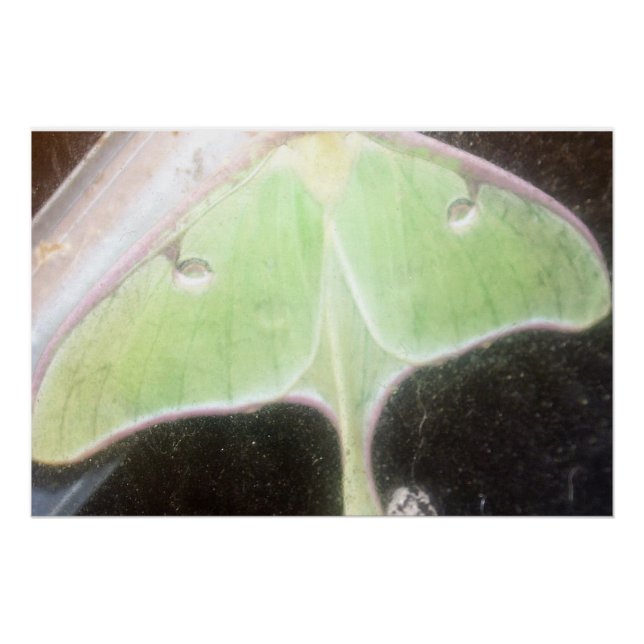 Luna Moth Close-Up Poster (Front)