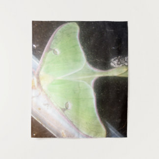 Luna Moth Close-Up Tapestry