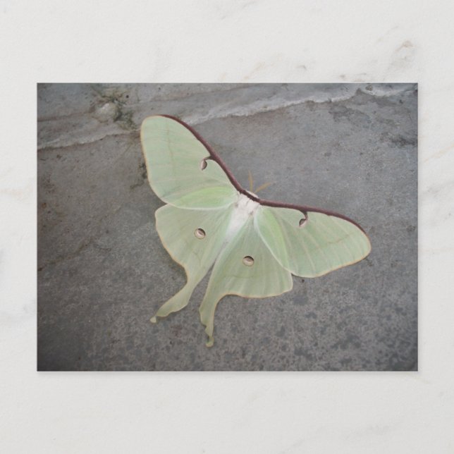 Luna moth gray background-postcard postcard (Front)