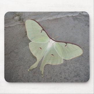 Luna moth grey background-mousepad mouse pad