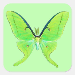Luna Moth - Lime Green on a Pale Green Background Square Sticker
