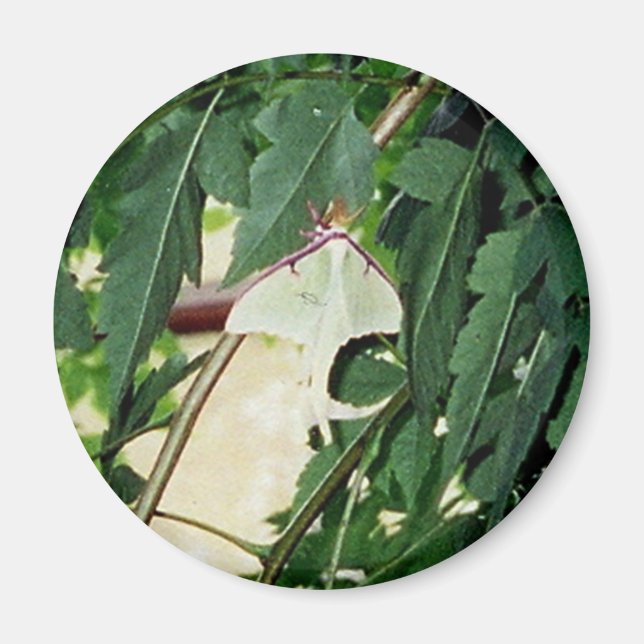 Luna Moth Magnet (Front)