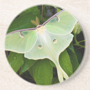 Luna Moth on Carnaby Clematis Coaster