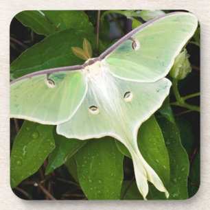 Luna Moth on Carnaby Clematis Coaster