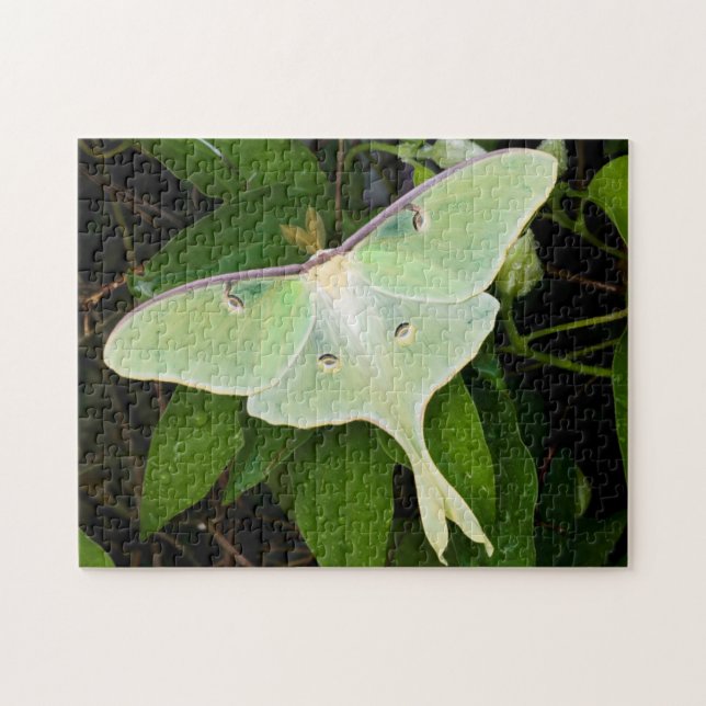Luna Moth on Carnaby Clematis Jigsaw Puzzle (Horizontal)