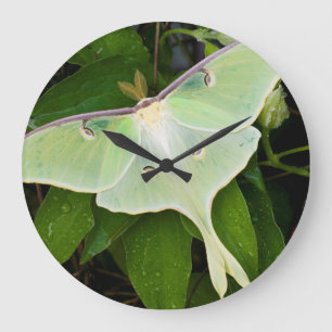Luna Moth on Carnaby Clematis Large Clock