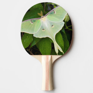 Luna Moth on Carnaby Clematis Ping Pong Paddle