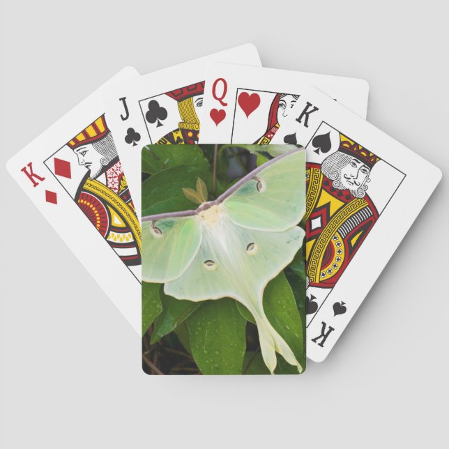 Luna Moth on Carnaby Clematis Playing Cards (Back)
