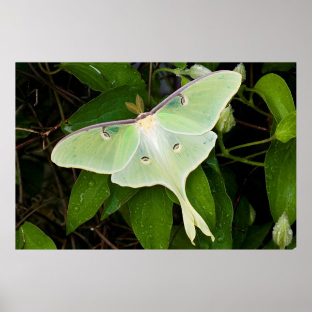 Luna Moth on Carnaby Clematis Poster (Front)