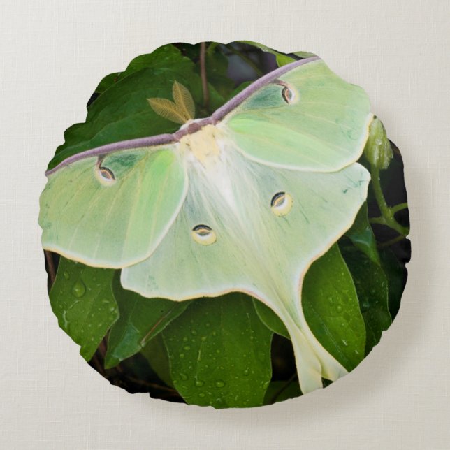 Luna Moth on Carnaby Clematis Round Cushion (Front)