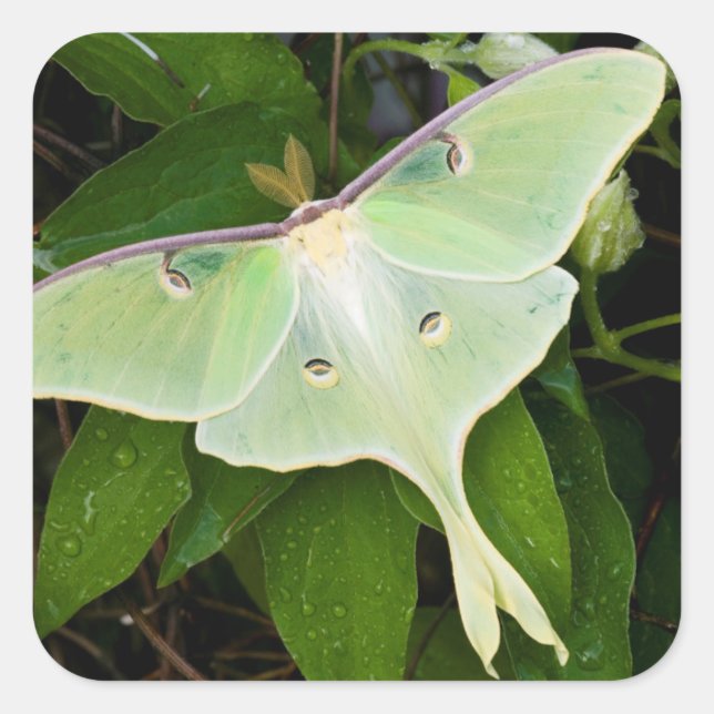 Luna Moth on Carnaby Clematis Square Sticker (Front)