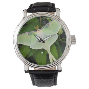 Luna Moth on Carnaby Clematis Watch