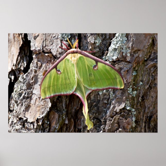 Luna Moth on Short Leaf Pine Bark Poster (Front)