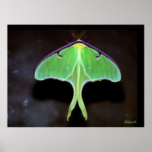 Luna Moth Photograph Poster