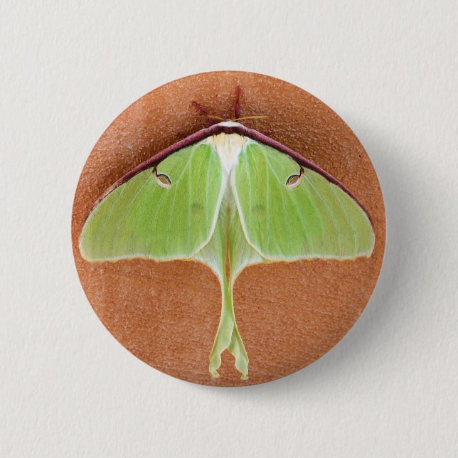 Luna Moth Pin Button (Front)