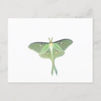 Luna Moth