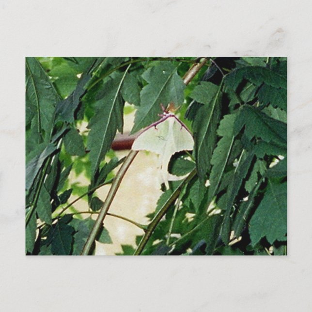 Luna Moth Postcard (Front)