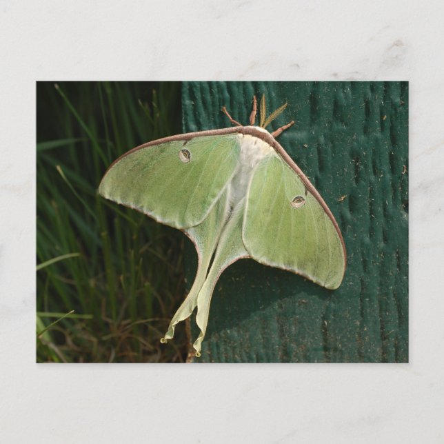 Luna Moth Postcard. Postcard (Front)