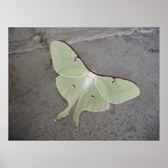 Luna Moth Poster (Front)