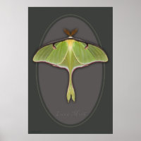 Luna Moth Poster -24x36 -other sizes available