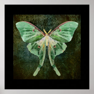 Luna Moth Print