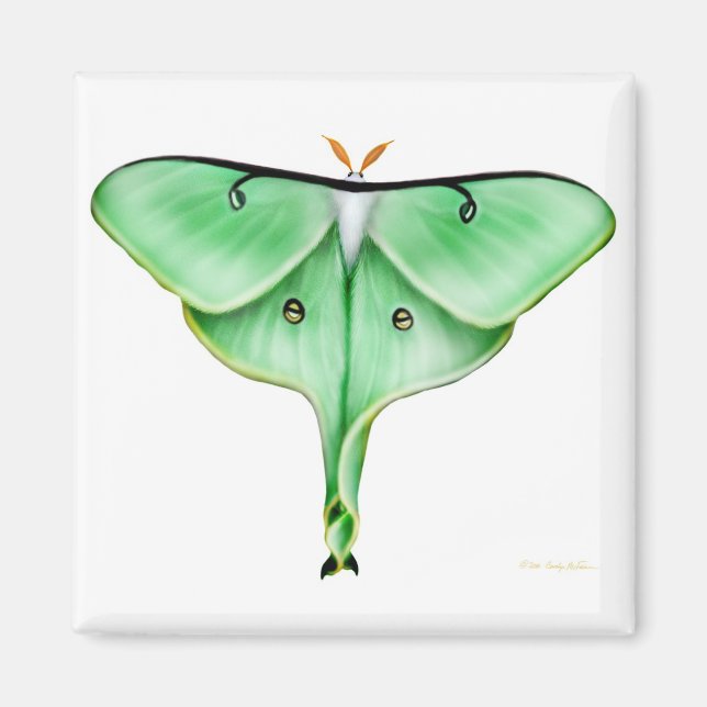 Luna Moth Square Magnet (Front)