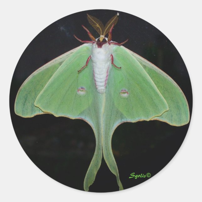 Luna Moth  Sticker (Front)