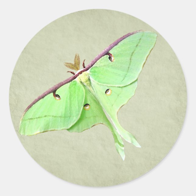 Luna Moth Sticker (Front)