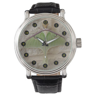 Luna Moth Watch