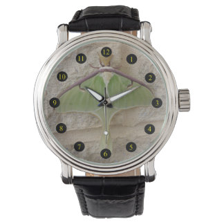 Luna Moth Watch