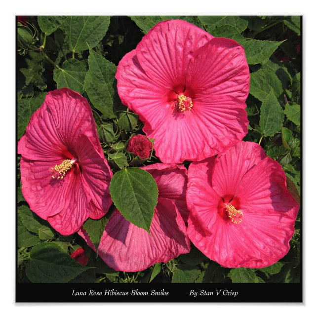 Luna Rose Hibiscus Wall Art Print (Front)