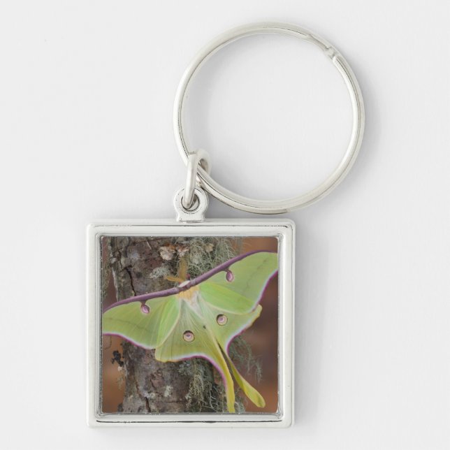Luna Silk Moth Key Ring (Front)