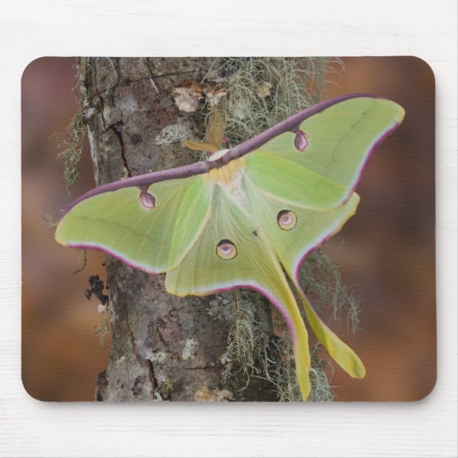 Luna Silk Moth Mouse Pad (Front)