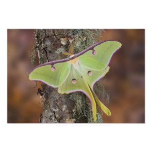 Luna Silk Moth Photo Print